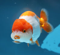 Bao, a white and orange Ranchu goldfish