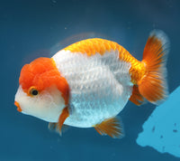 Bao, a white and orange Ranchu goldfish