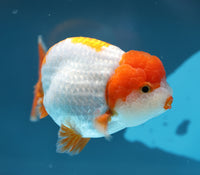 Bao, a white and orange Ranchu goldfish