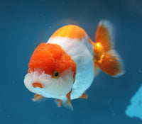 Bao, a white and orange Ranchu goldfish