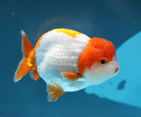 Bao, a white and orange Ranchu goldfish
