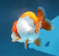 Bao, a white and orange Ranchu goldfish