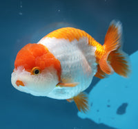 Bao, a white and orange Ranchu goldfish