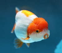 Bao, a white and orange Ranchu goldfish