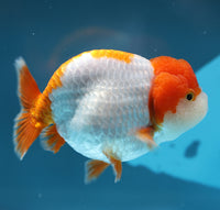 Bao, a white and orange Ranchu goldfish