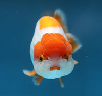 Bao, a white and orange Ranchu goldfish