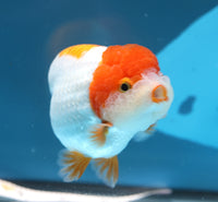 Bao, a white and orange Ranchu goldfish