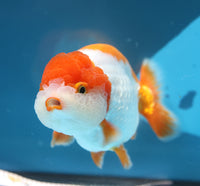 Bao, a white and orange Ranchu goldfish