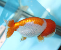 Bao, a white and orange Ranchu goldfish