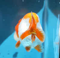 Bao, a white and orange Ranchu goldfish