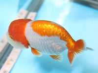 Bao, a white and orange Ranchu goldfish