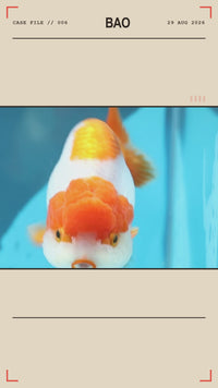 Bao the Ranchu goldfish swimming
